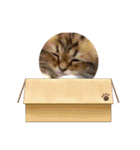 私のすきぴ❤︎（個別スタンプ：15）
