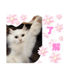セルちゃん4（個別スタンプ：5）