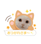 セルちゃん4（個別スタンプ：14）