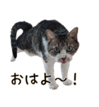 キジ白ばぁば！vol.3（個別スタンプ：1）