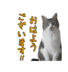 キジ白ばぁば！vol.3（個別スタンプ：2）