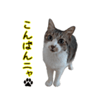 キジ白ばぁば！vol.3（個別スタンプ：4）