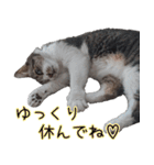キジ白ばぁば！vol.3（個別スタンプ：6）