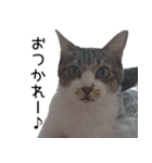 キジ白ばぁば！vol.3（個別スタンプ：7）