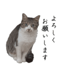 キジ白ばぁば！vol.3（個別スタンプ：8）