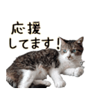 キジ白ばぁば！vol.3（個別スタンプ：10）