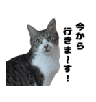 キジ白ばぁば！vol.3（個別スタンプ：13）