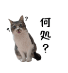 キジ白ばぁば！vol.3（個別スタンプ：14）