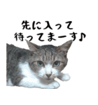 キジ白ばぁば！vol.3（個別スタンプ：15）