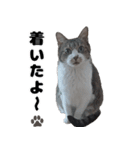 キジ白ばぁば！vol.3（個別スタンプ：16）