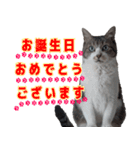 キジ白ばぁば！vol.3（個別スタンプ：17）