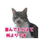 キジ白ばぁば！vol.3（個別スタンプ：19）