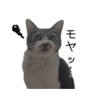 キジ白ばぁば！vol.3（個別スタンプ：22）