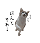 キジ白ばぁば！vol.3（個別スタンプ：24）