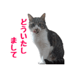 キジ白ばぁば！vol.3（個別スタンプ：25）