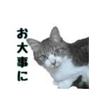 キジ白ばぁば！vol.3（個別スタンプ：26）