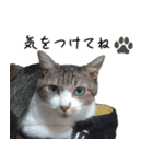 キジ白ばぁば！vol.3（個別スタンプ：28）