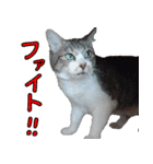 キジ白ばぁば！vol.3（個別スタンプ：29）