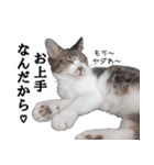 キジ白ばぁば！vol.3（個別スタンプ：31）