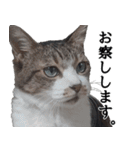 キジ白ばぁば！vol.3（個別スタンプ：32）