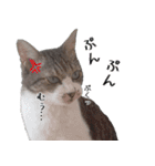 キジ白ばぁば！vol.3（個別スタンプ：33）