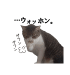 キジ白ばぁば！vol.3（個別スタンプ：34）
