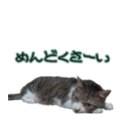 キジ白ばぁば！vol.3（個別スタンプ：35）