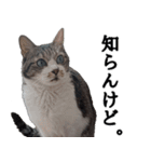キジ白ばぁば！vol.3（個別スタンプ：36）