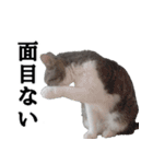 キジ白ばぁば！vol.3（個別スタンプ：37）