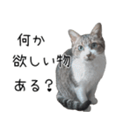 キジ白ばぁば！vol.3（個別スタンプ：38）