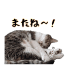 キジ白ばぁば！vol.3（個別スタンプ：39）