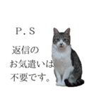 キジ白ばぁば！vol.3（個別スタンプ：40）