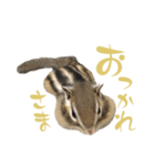 しまりす麦スタンプ（個別スタンプ：5）