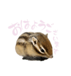 しまりす麦スタンプ（個別スタンプ：7）