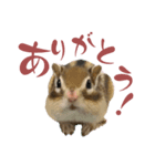 しまりす麦スタンプ（個別スタンプ：8）