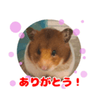 ハムスターのあまなつ（個別スタンプ：1）