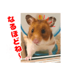 ハムスターのあまなつ（個別スタンプ：5）