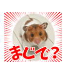 ハムスターのあまなつ（個別スタンプ：6）