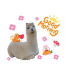 かわいいアルパカさんスタンプ④（個別スタンプ：1）