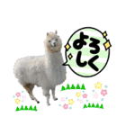 かわいいアルパカさんスタンプ④（個別スタンプ：7）