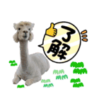 かわいいアルパカさんスタンプ④（個別スタンプ：18）