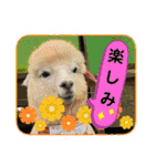 かわいいアルパカさんスタンプ④（個別スタンプ：19）