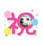 かわいいアルパカさんスタンプ④（個別スタンプ：31）