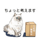 猫にまみれたがりのスタンプ3（個別スタンプ：16）