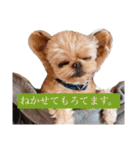いえもん（個別スタンプ：17）