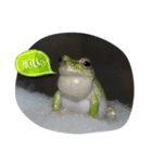 カエルのつぶやきfrog（個別スタンプ：1）