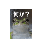 カエルのつぶやきfrog（個別スタンプ：2）