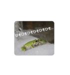 カエルのつぶやきfrog（個別スタンプ：3）