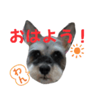 チャッピーちゃん スタンプNo3（個別スタンプ：1）