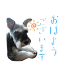 チャッピーちゃん スタンプNo3（個別スタンプ：3）